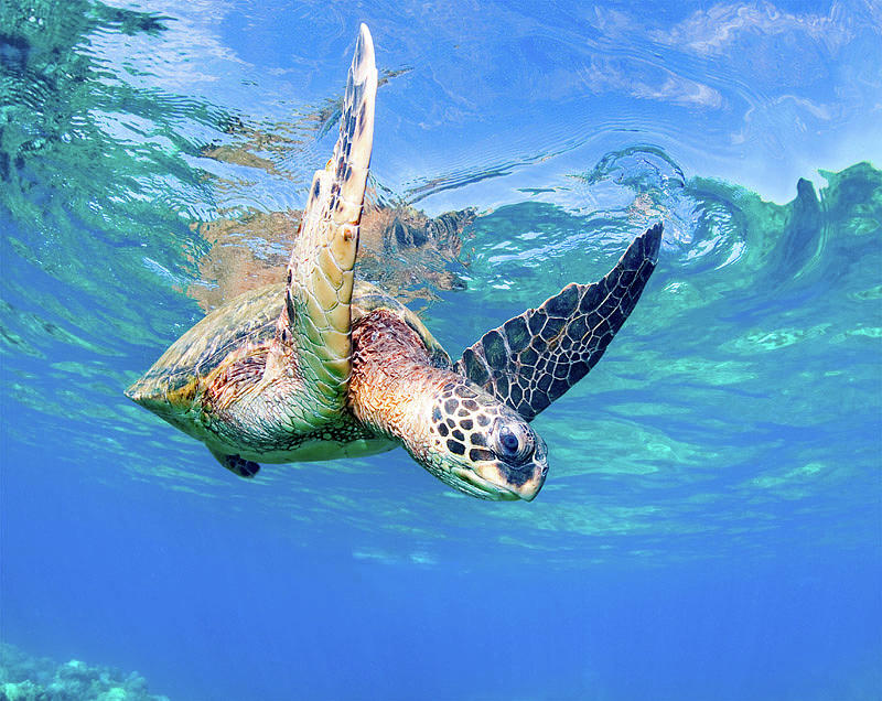 Sea Turtle Hawaii Photograph by Michael and Monica Sweet - Fine Art America