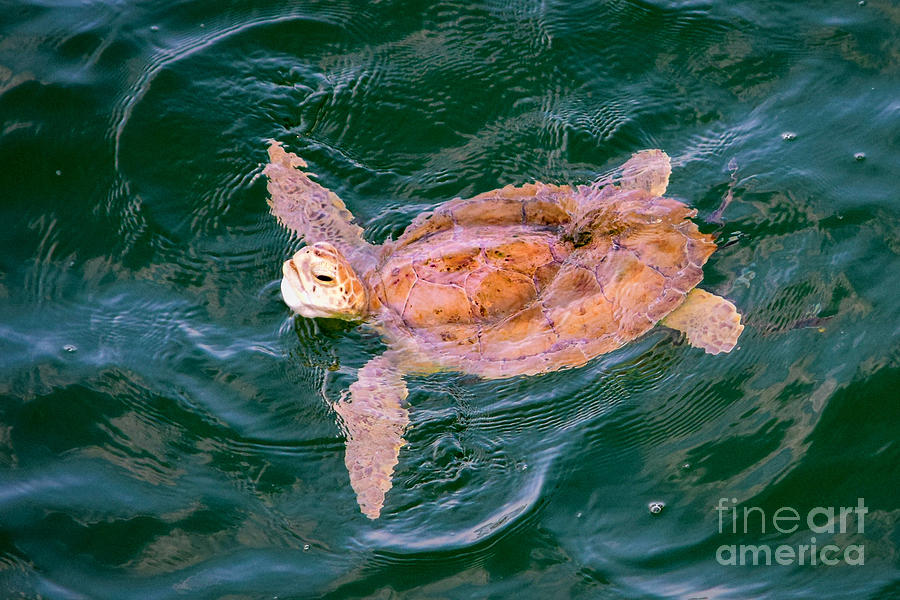 Sea Turtle in the Water Photograph by Beachtown Views