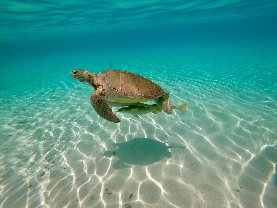 Sea Turtle Photograph by Kelly Smith