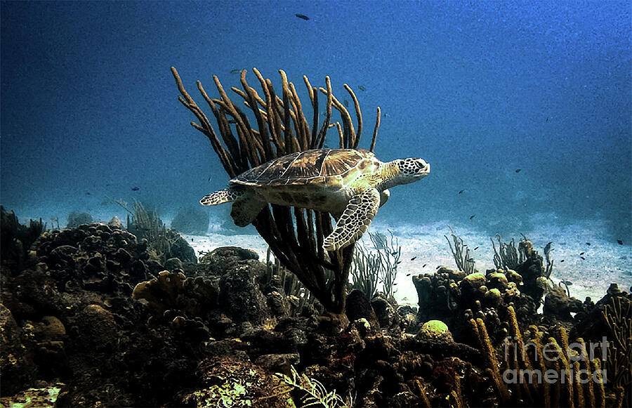 Sea Turtle Photograph by Kip Vidrine