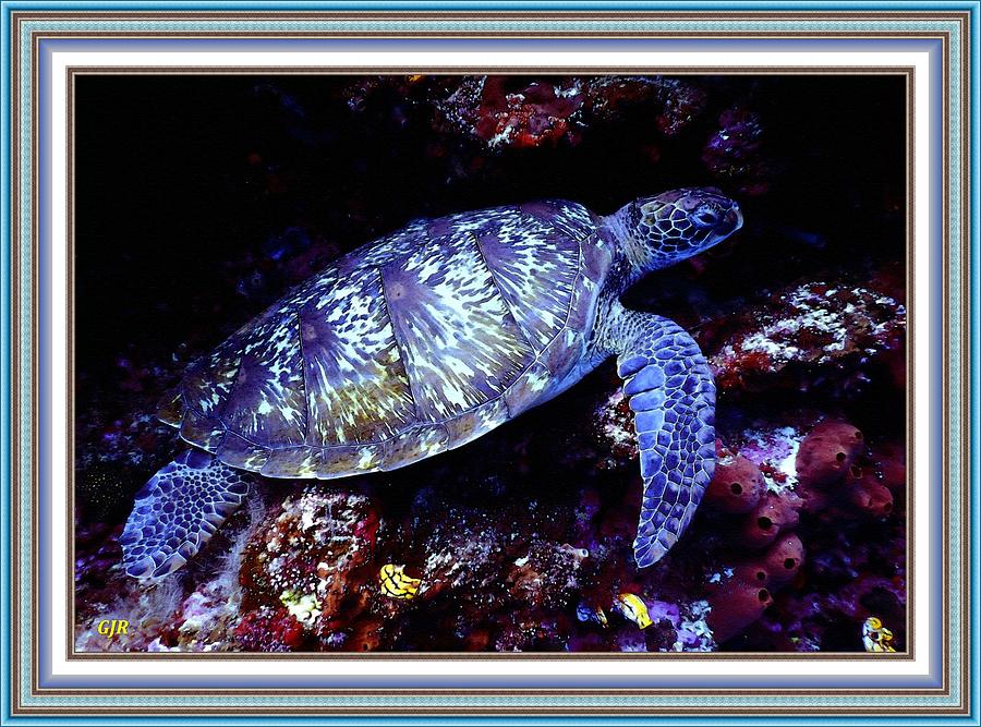 Sea Turtle L A S - With Printed Frame. Digital Art