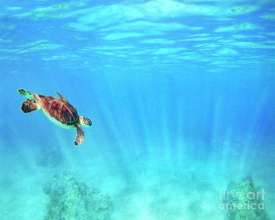 Turtle Photograph - Sea Turtle Light Hawaii by Michael Swiet