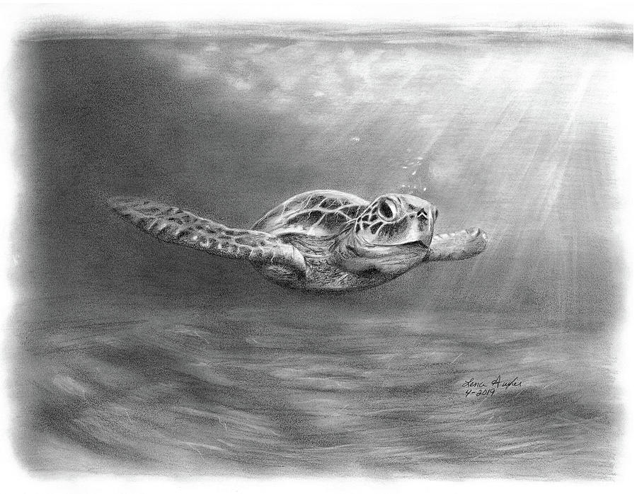 Sea Turtle Loving the Sun Drawing by Lena Auxier