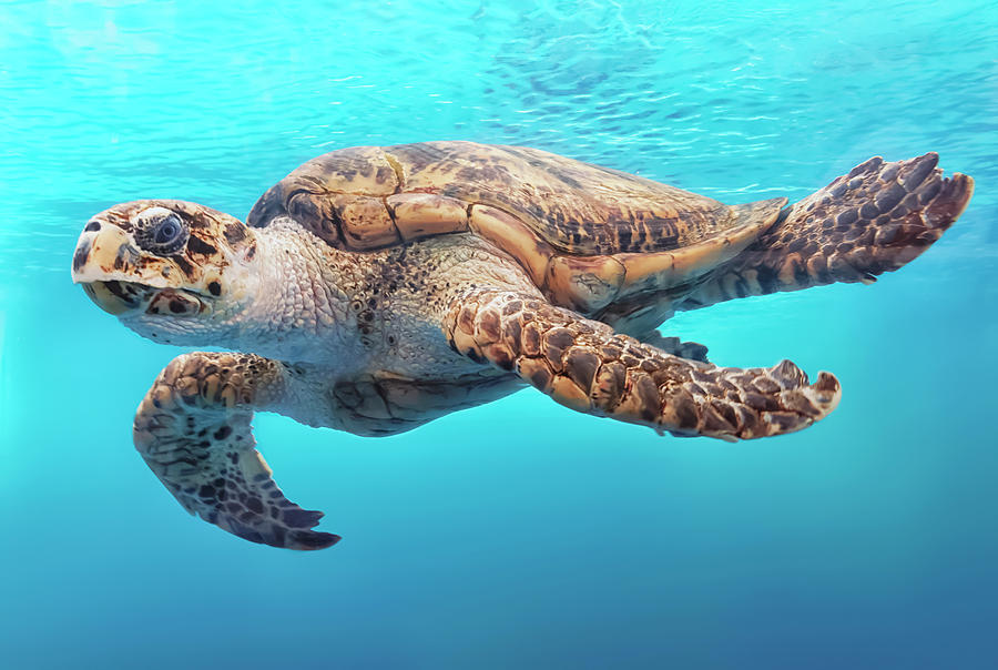 Turtle Photograph - Sea Turtle by Mango Art