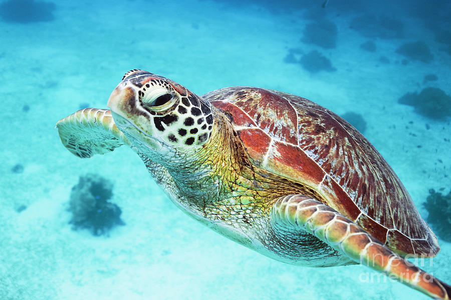 Sea turtle Photograph by Matteo Colombo