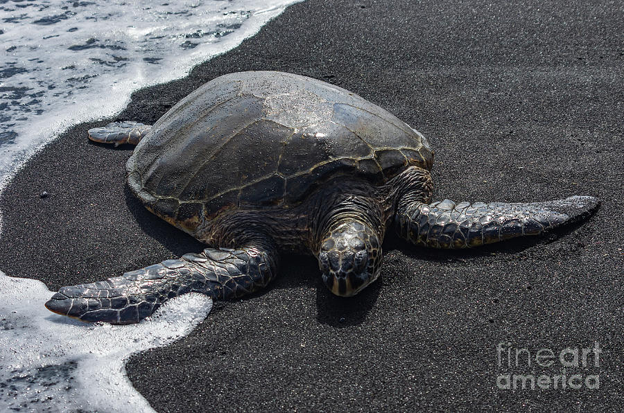 Punalu'u Black Sand Beach Photograph - Sea Turtle on Black Sand 5.2135 by Stephen Parker