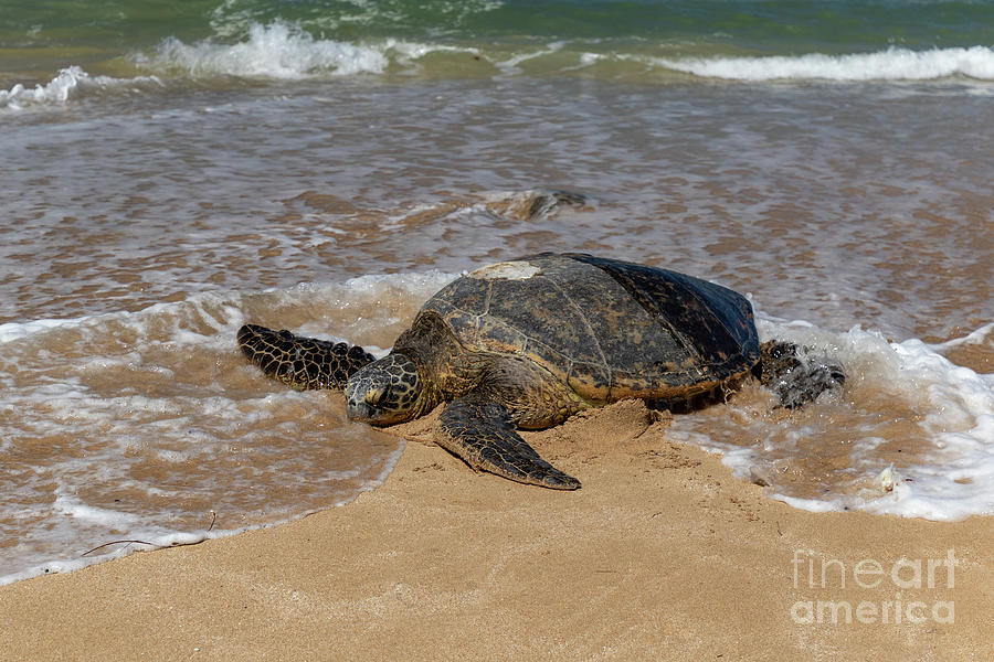 Sea Turtle on the Beach Photograph by Jennifer Ludlum