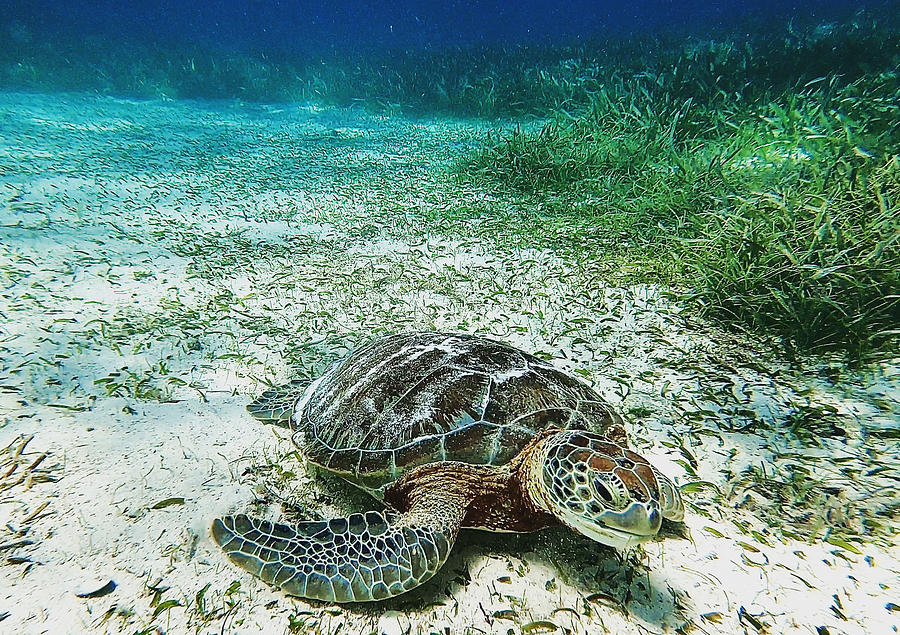 Sea turtle on the outskirts of the Belize barrier reef Photograph by Devin Wilson
