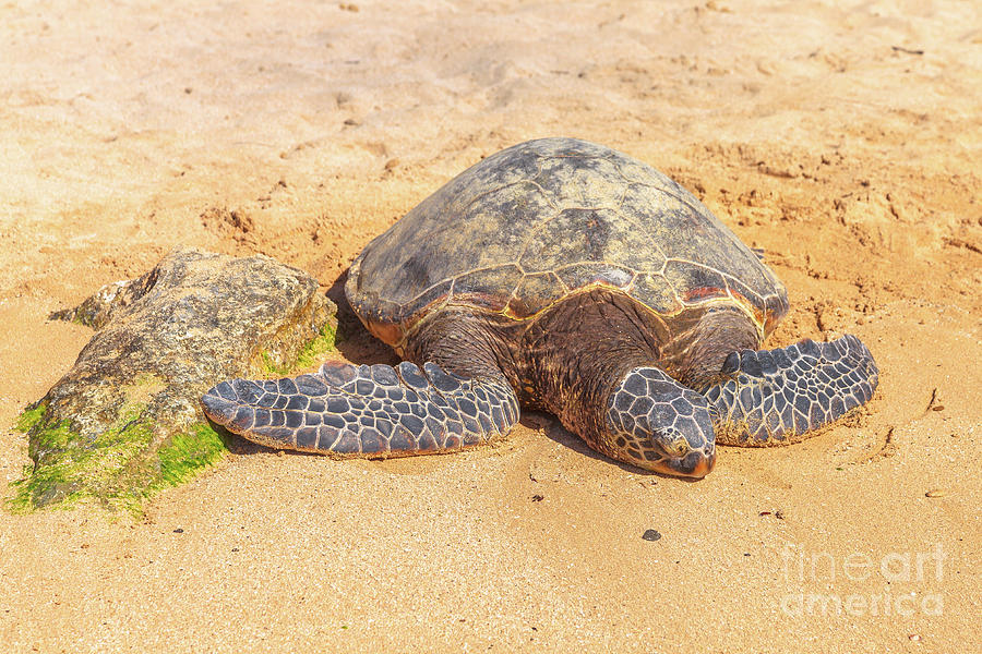 Sea Turtle on the sand Photograph by Benny Marty