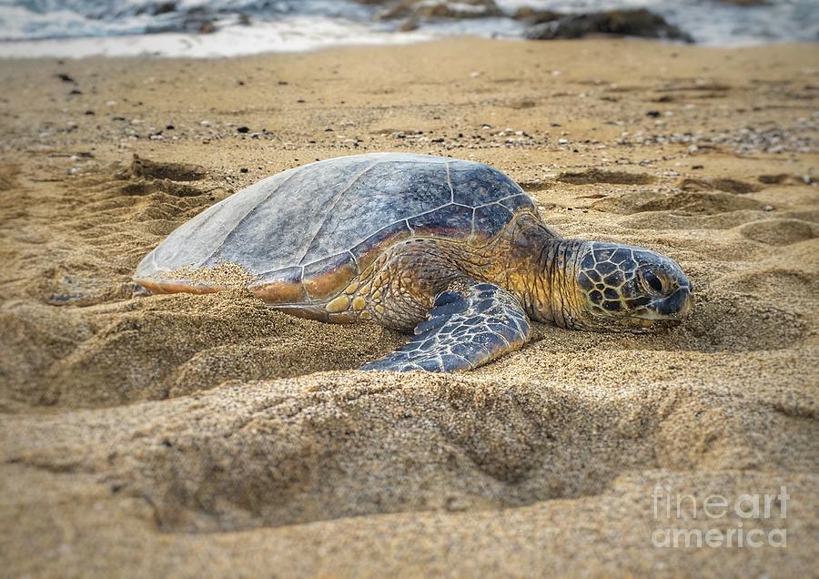 Sea turtle resting on the beach Photograph by Lisa LaniKai Stevenson ...