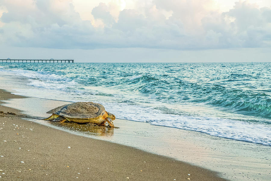 Sea Turtle Returning Home Photograph by Barbi Campbell - Fine Art America