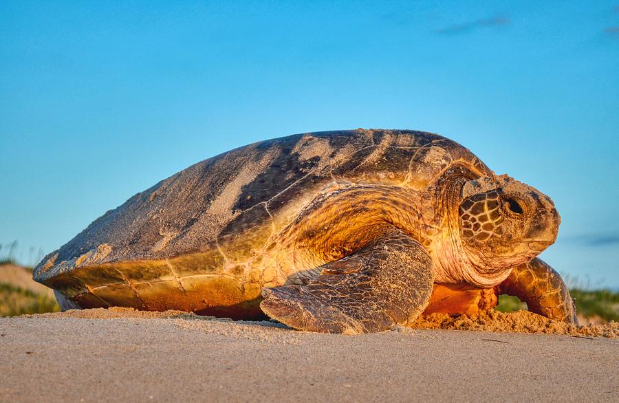 Sea Turtle Returning To The Ocean Photograph By Cape Hatteras National 