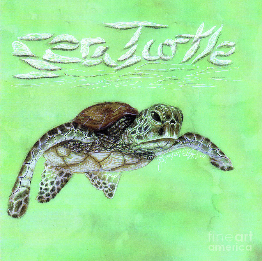 Sea Turtle Drawing by Scarlett Royale