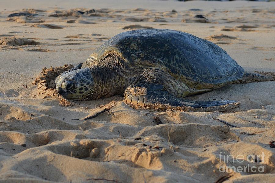 Sea Turtle Photograph by Shawn Dechant - Fine Art America