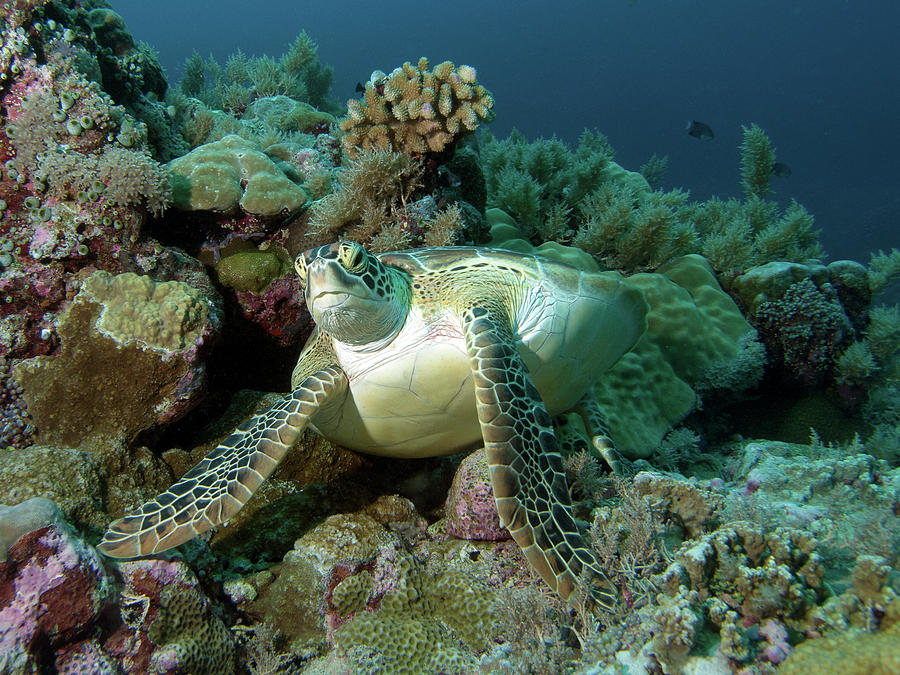 Sea turtle - Short rest at the coral reef - Photograph by Ute Niemann