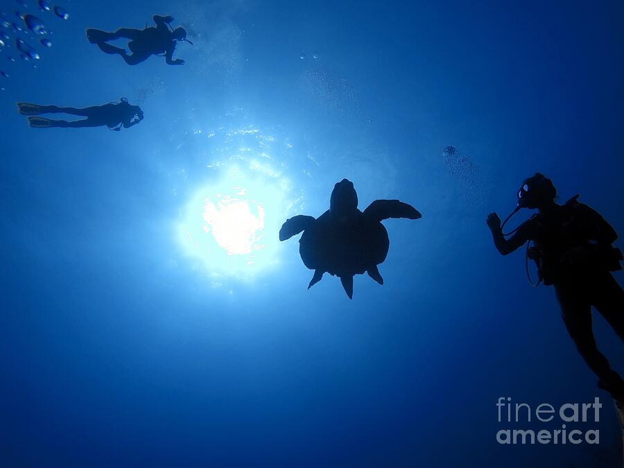 Sea Turtle Silhouette Photograph by Kip Vidrine