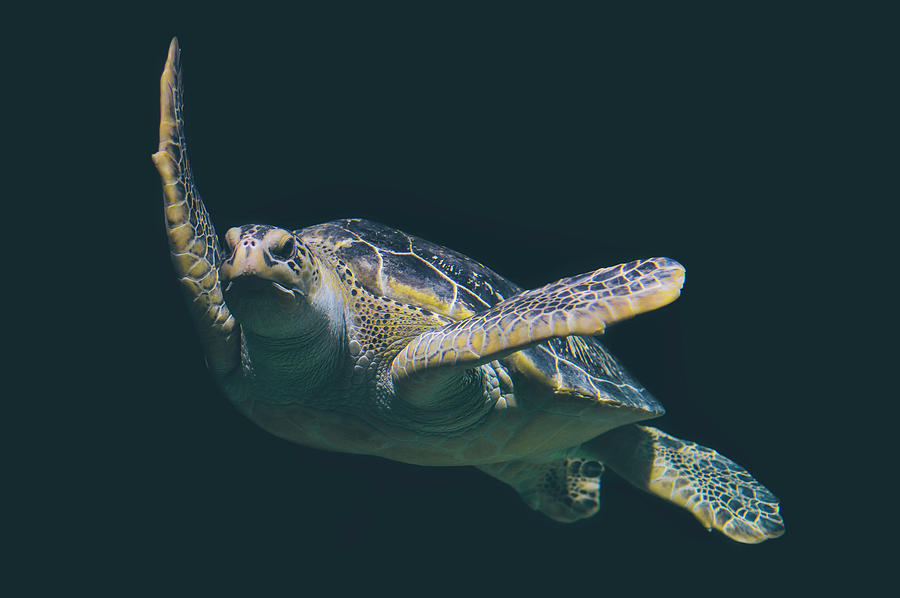 Sea Turtle Photograph by Skitterphoto Peter Heeling