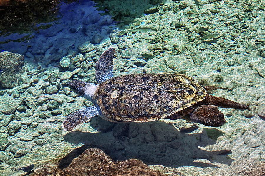 Sea turtle swimming underwater Photograph by Tatiana Travelways Sea turtle swimming underwater Photograph by Tatiana Travelways