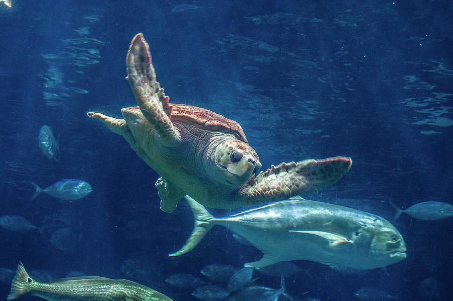 Diamondback Terrapin Turtle Photograph by TJ Baccari - Fine Art America