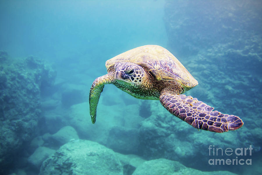 Sea Turtle Underwater Photograph by Paul Topp