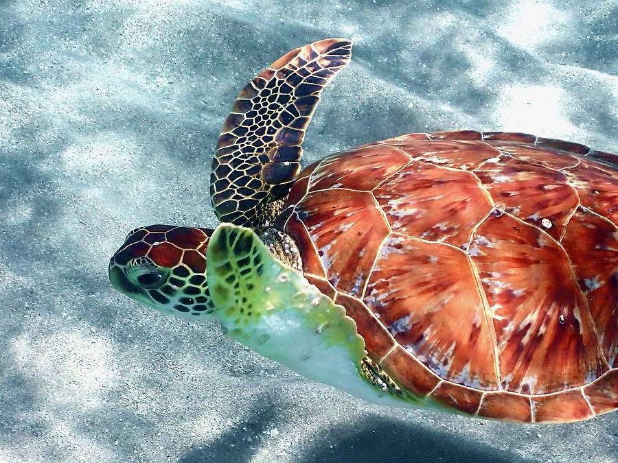 Sea Turtle Wave Photograph by Annette Kirchgessner - Pixels