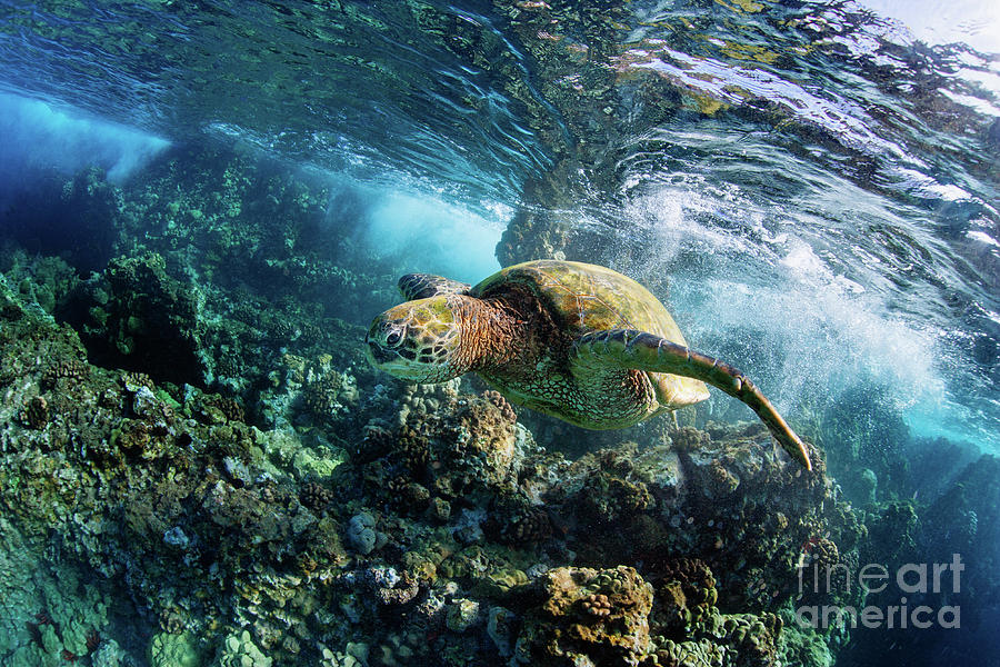Turtle Photograph - Sea Turtle Wave Hawaii by Michael Swiet
