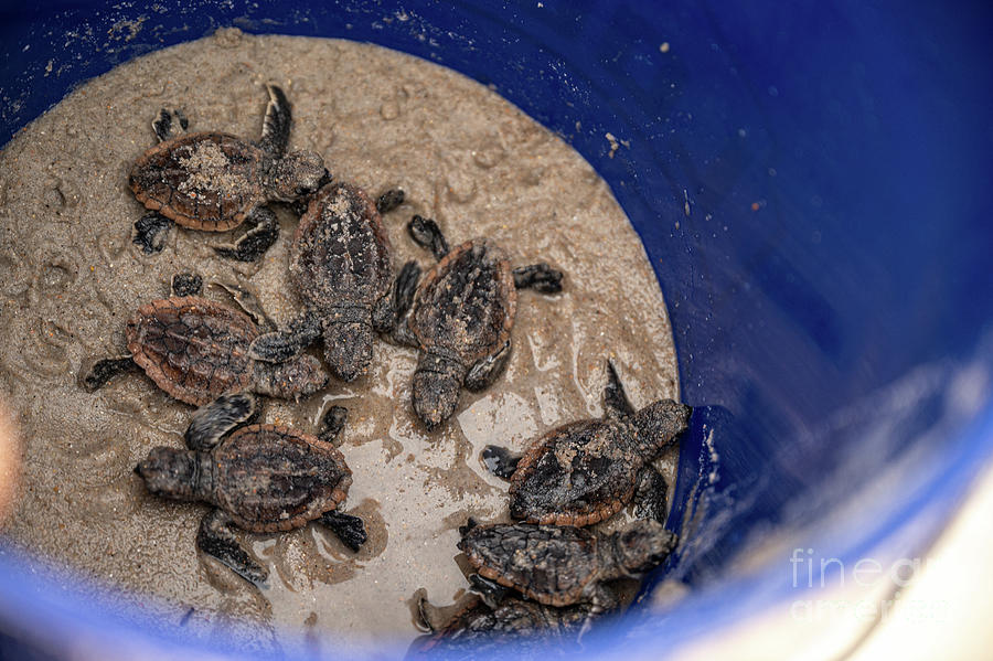 Sea Turtles Babies #1 Photograph by Bo Matthews | Fine Art America