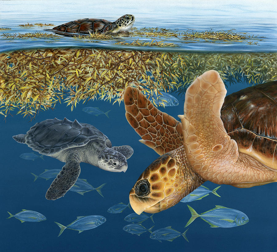 Sea Turtles in Sargassum Painting by Dawn Witherington