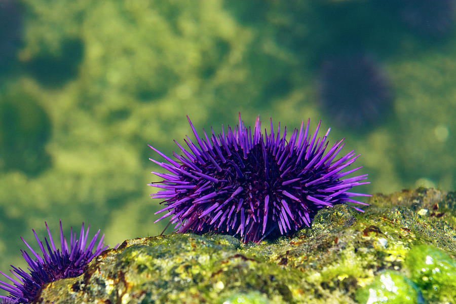 Sea Urchin 2 Photograph by Pelo Blanco Photo