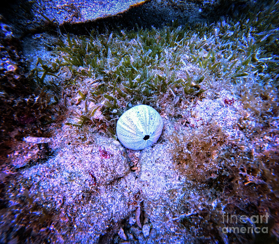 Sea Urchin Photograph by Kip Vidrine