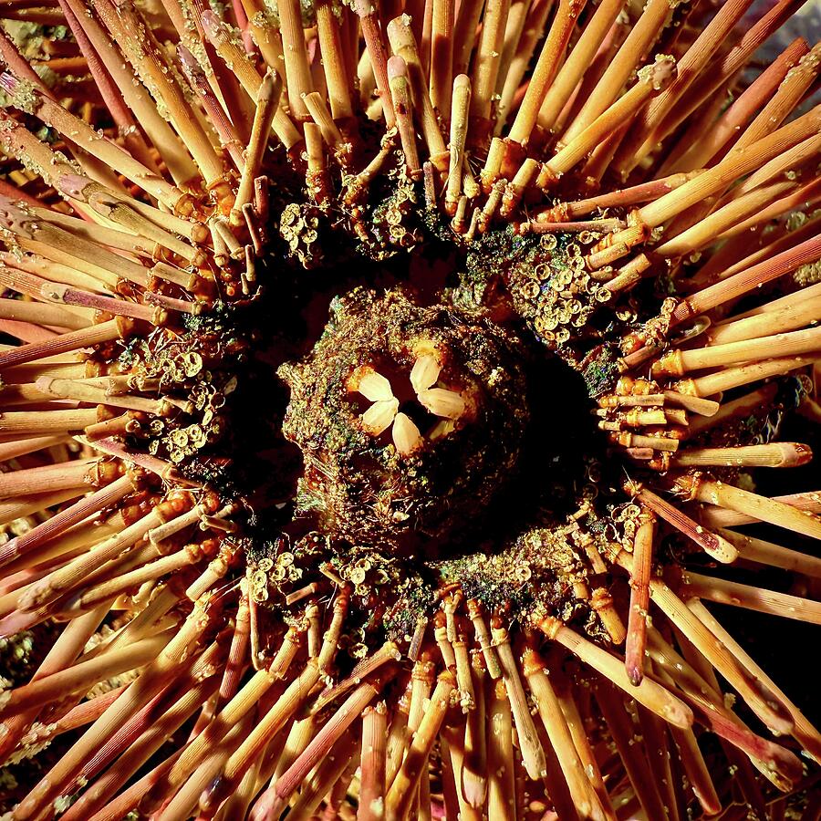 Sea Urchin Mouth Photograph by Bill Swartwout Sea Urchin Mouth Photograph by Bill Swartwout