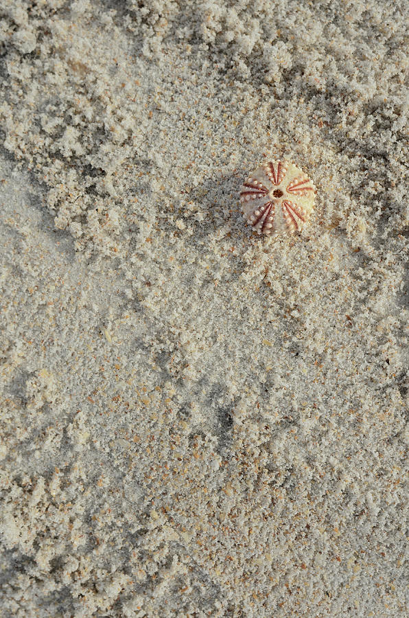 Sea Urchin Shell on Sandy Beach Photograph by Marianne Campolongo