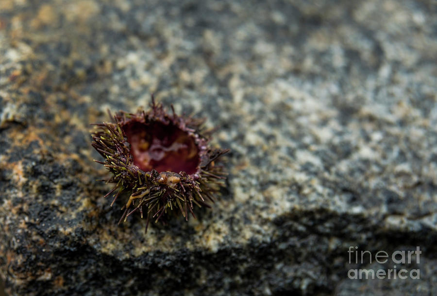 Fall Photograph - Sea Urchin Spine by Alana Ranney
