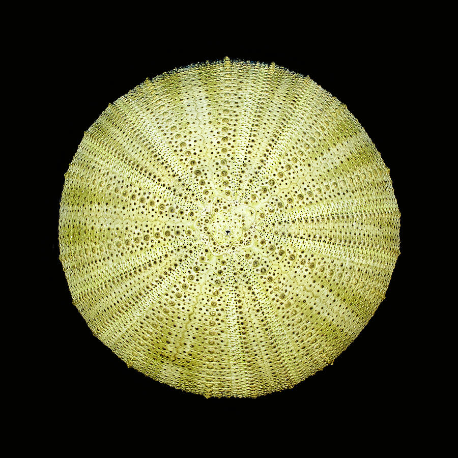 Sea Urchin Test Photograph by Bill Chambers