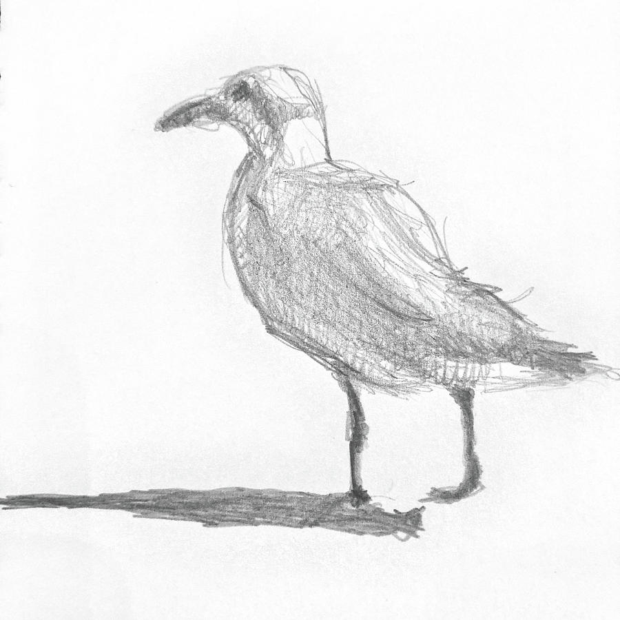 Seabird Drawing by John Morris