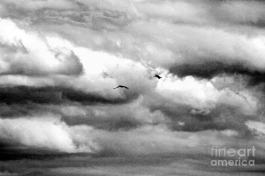 Seabirds Against The Clouds Photograph by Doc Braham
