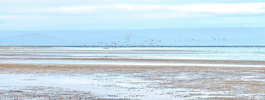 Seabirds And Tidal Flats Photograph
