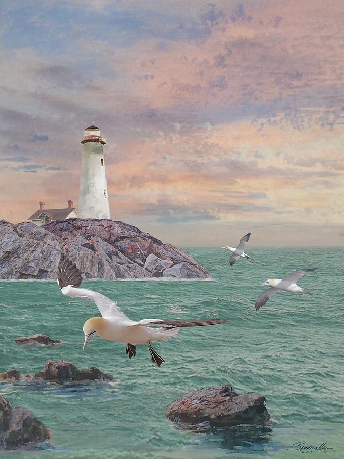 Seabirds at Rocky Point Lighthouse by Spadecaller Seabirds at Rocky Point Lighthouse by Spadecaller