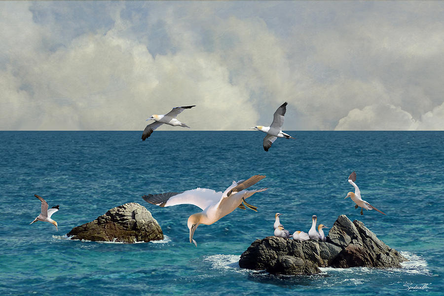 Seabirds Homcecoming Digital Art by M Spadecaller