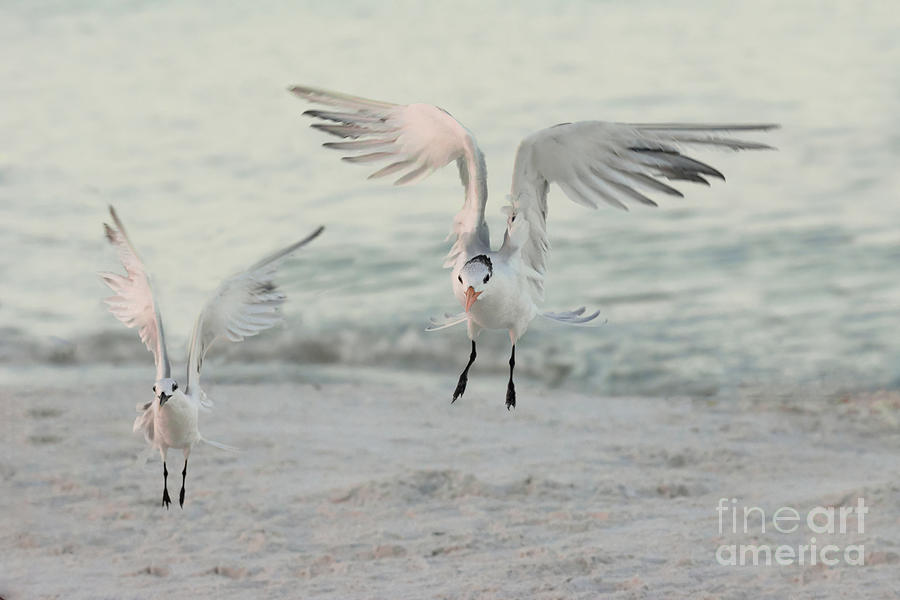 Seabirds Landing On The Beach 3045 Photograph By Marvin Reinhart