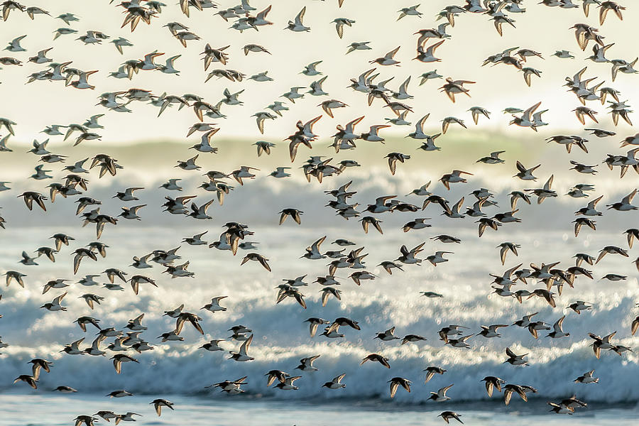 Seabirds Photograph by Michael DeGrenier Seabirds Photograph by Michael DeGrenier