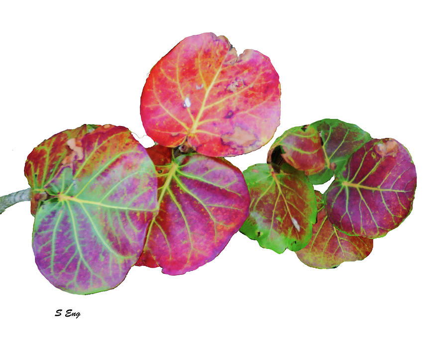 Seagrape Leaves 300 Painting by Sharon Williams Eng