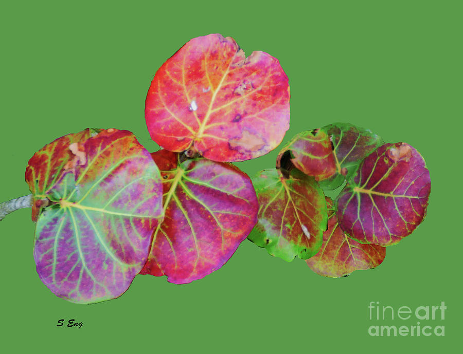Seagrape Leaves on Green 300 Painting by Sharon Williams Eng