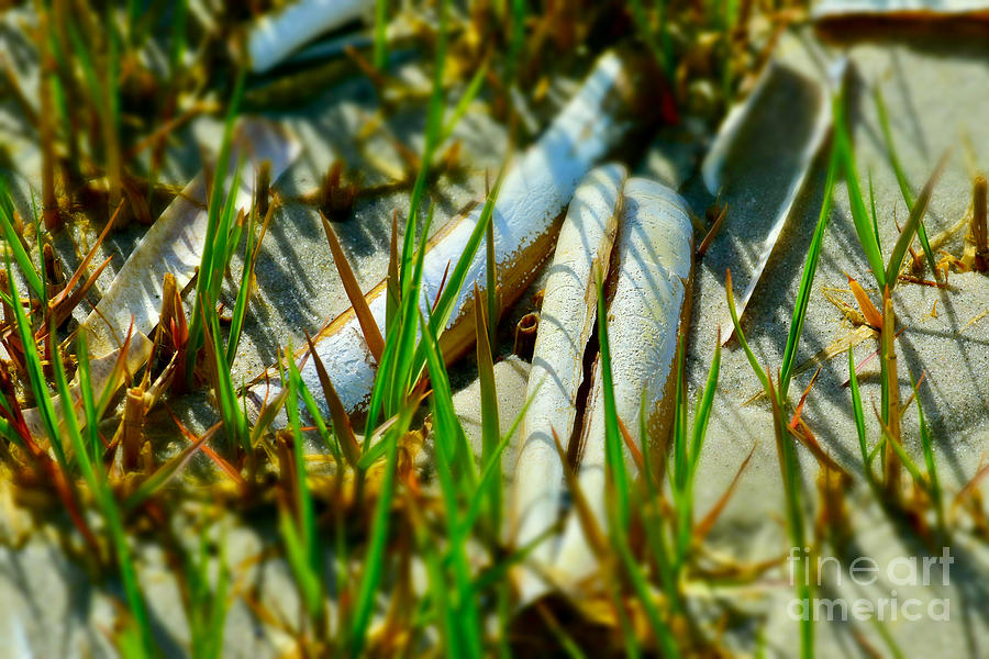 Seagrass and Razor Shells Photograph by Debra Banks