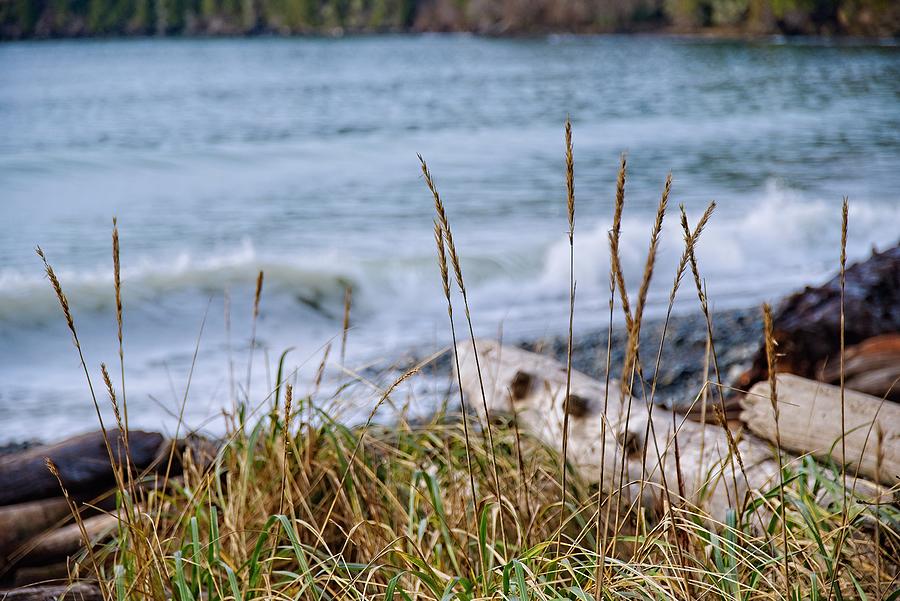 Seagrass At French Beach Photograph