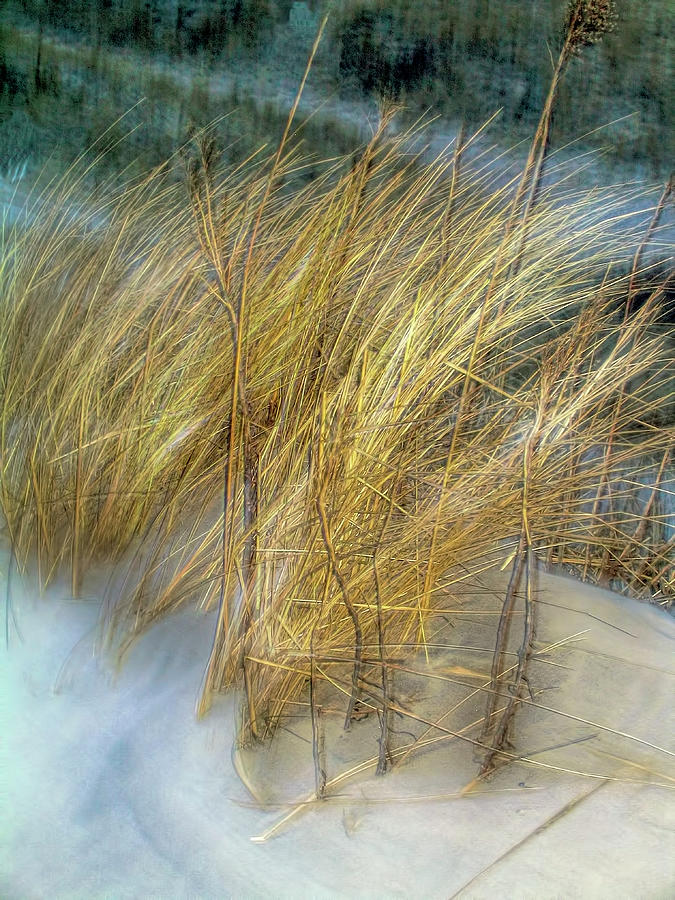 Seagrass at Watch Hill, Rhode Island Photograph by Cordia Murphy