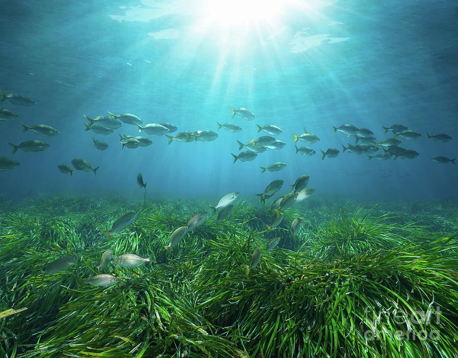 Seagrass with fish and sunlight underwater in the Mediterranean ...