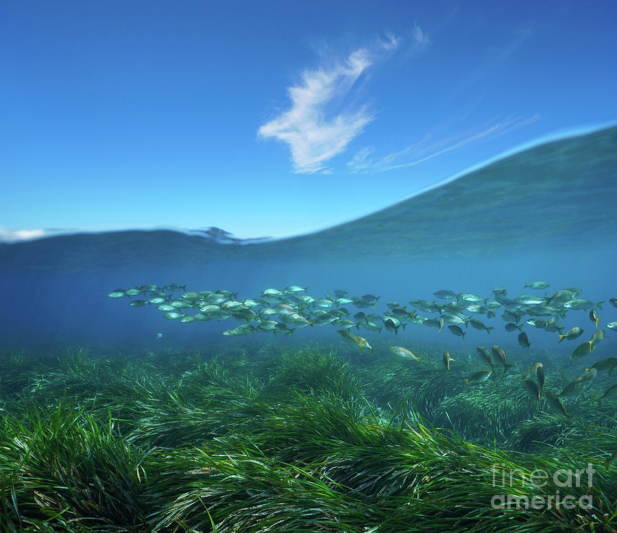 Seagrass with fish underwater sea and blue sky over under water ...