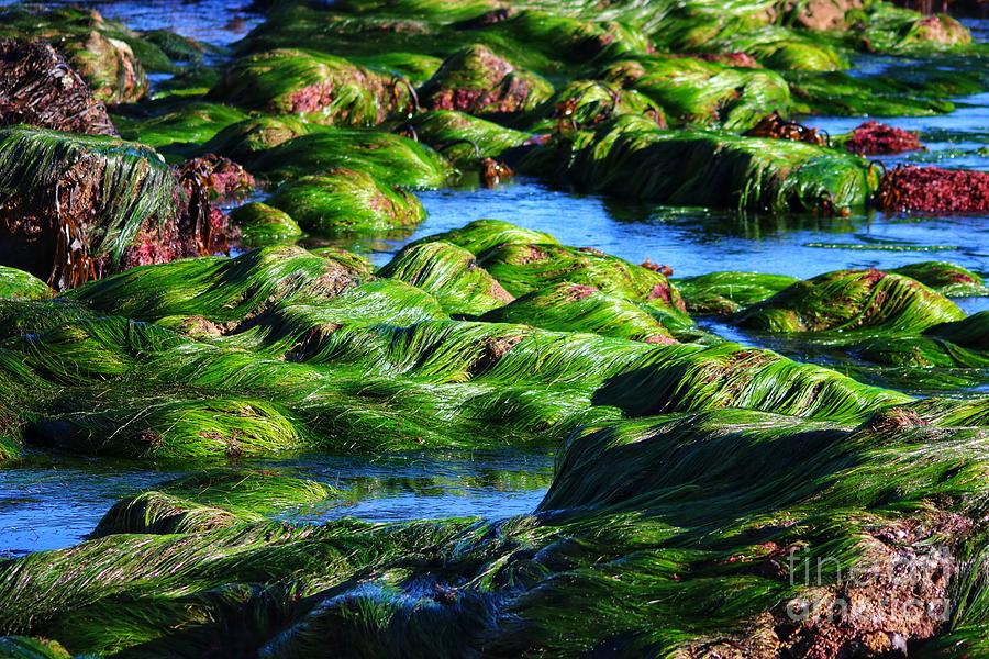 Seagrasses Covering Rocky Shoreline 2 Photograph by LaDonna McCray