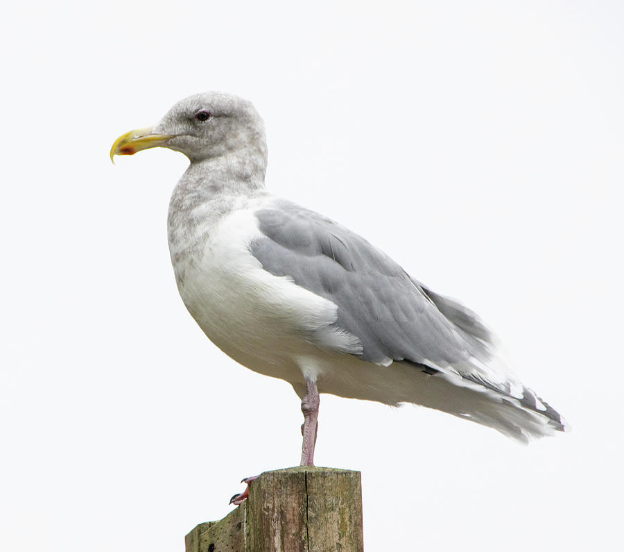 Seagul On Post 2 1052020 1168 Photograph by David Frederick